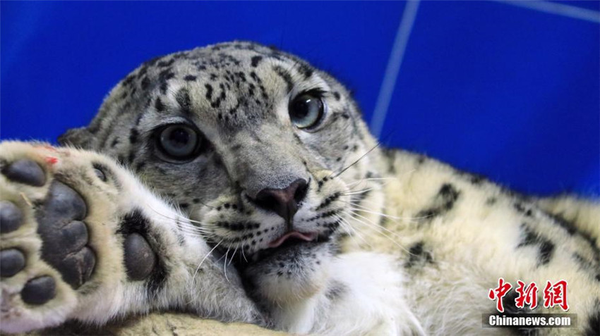 Verletzter Schneeleopard in Qinghai gerettet