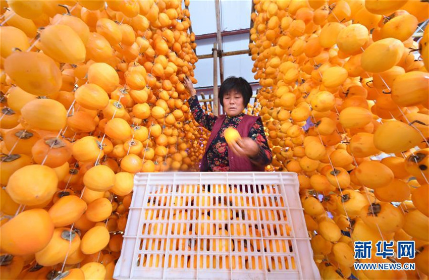 Kaki-Ernte in Shandong