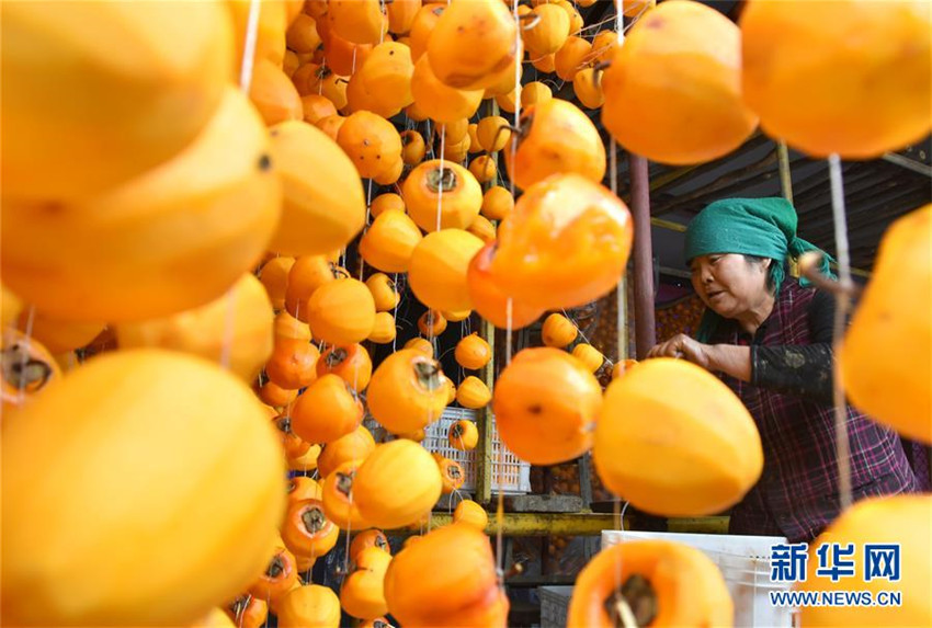 Kaki-Ernte in Shandong