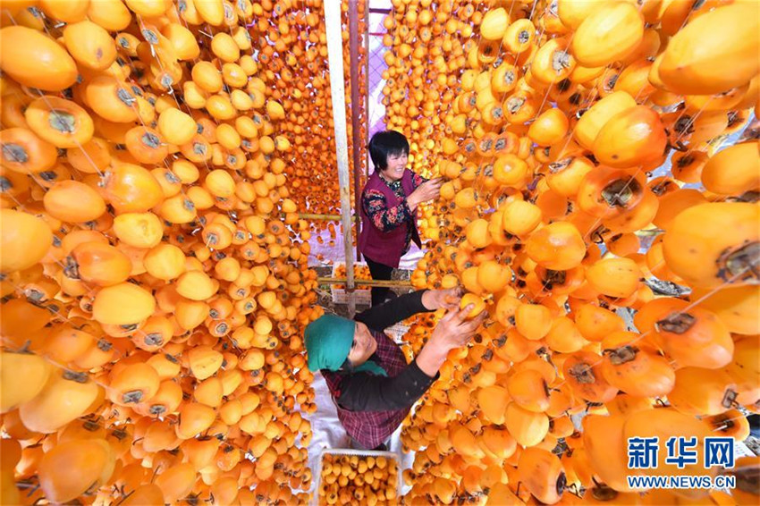 Kaki-Ernte in Shandong