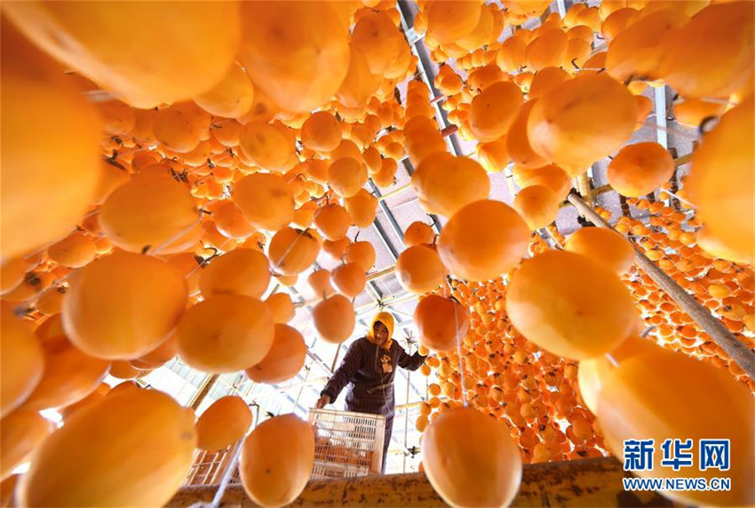 Kaki-Ernte in Shandong