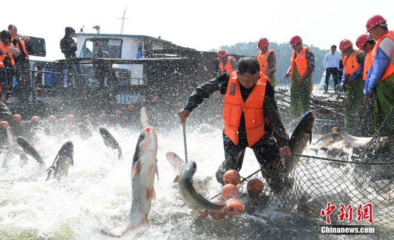 Herbstlicher Fischfang mit riesigem Netz in Jiangxi