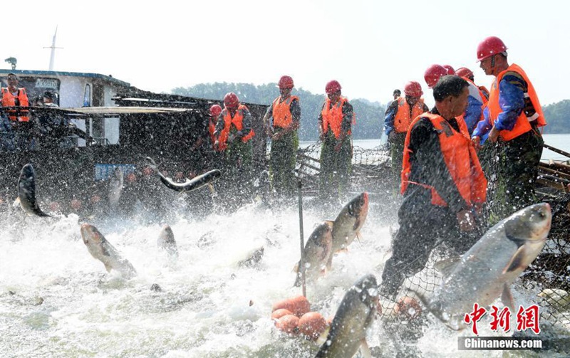Herbstlicher Fischfang mit riesigem Netz in Jiangxi