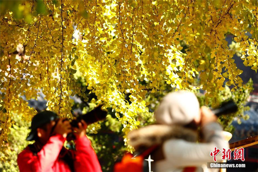 Faszinierender Herbst in Beijing