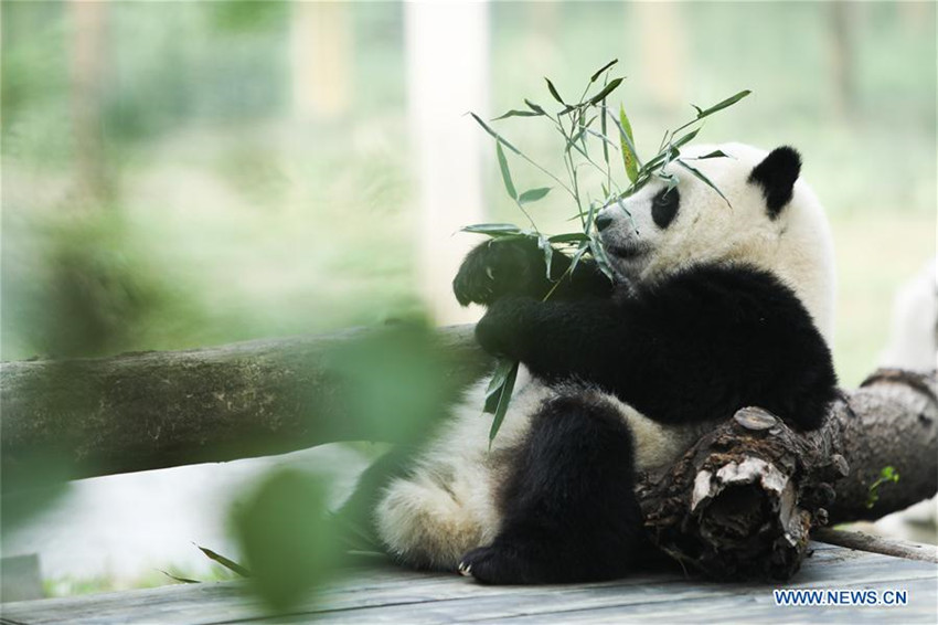 Glückliches Leben der Riesenpandas im Chongqing-Zoo