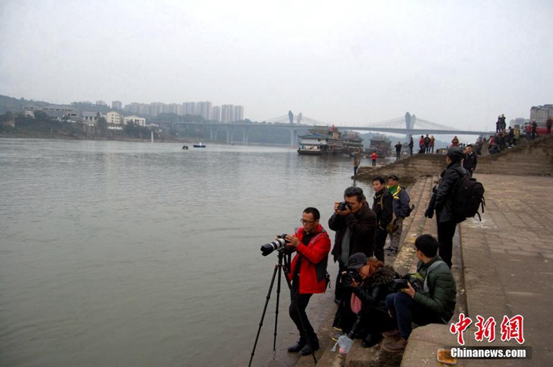 Lachm?wen aus Sibirien überwintern in Luzhou