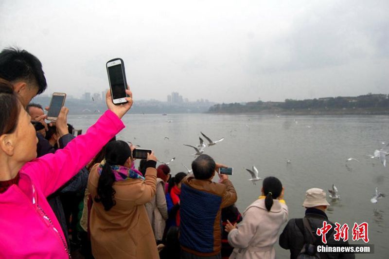 Lachm?wen aus Sibirien überwintern in Luzhou