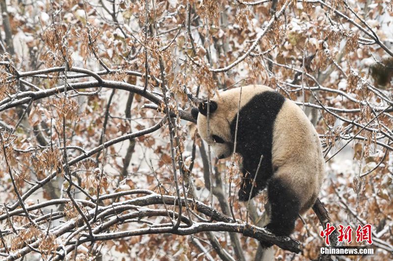 Panda freut sich über ersten Schnee