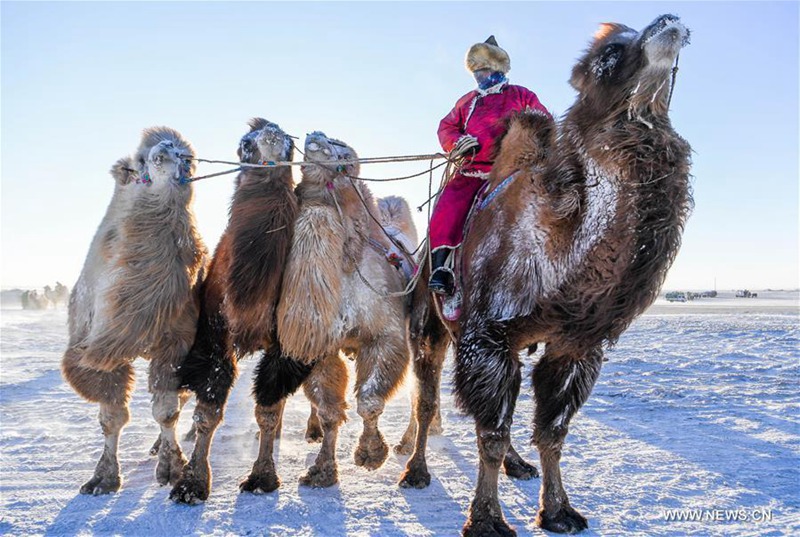 Kamelmesse in der Inneren Mongolei