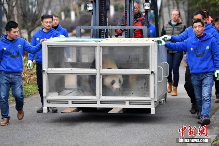 Panda-Paar verl?sst China in Richtung Finnland für 15-j?hriges Forschungsprogramm