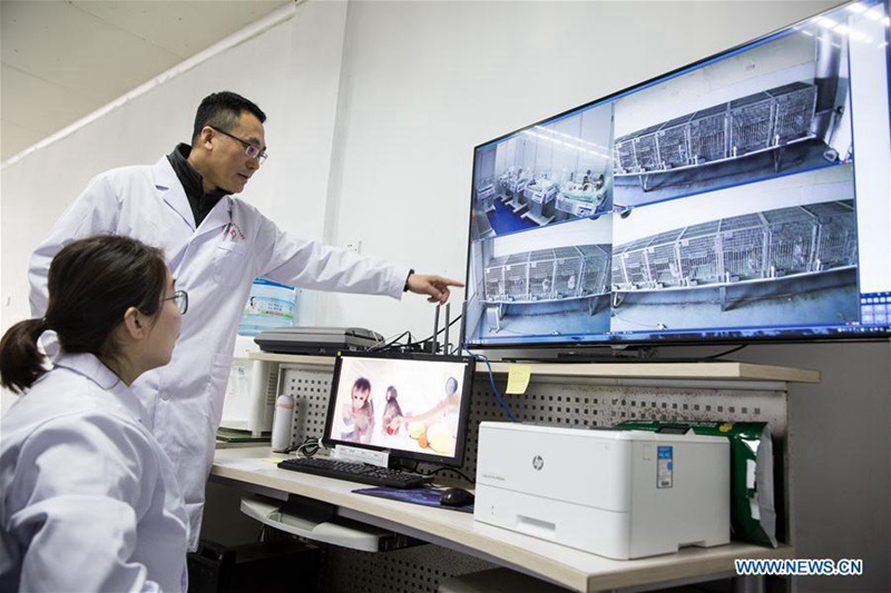 Chinesische Wissenschaftler klonen erfolgreich einen Affen