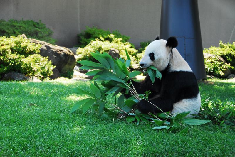 Panda Eimei erh?lt h?chste Tierauszeichnung in Japan