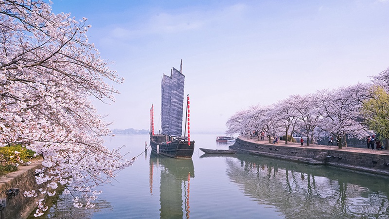 Sch?ne Kirschblüten in Wuxi