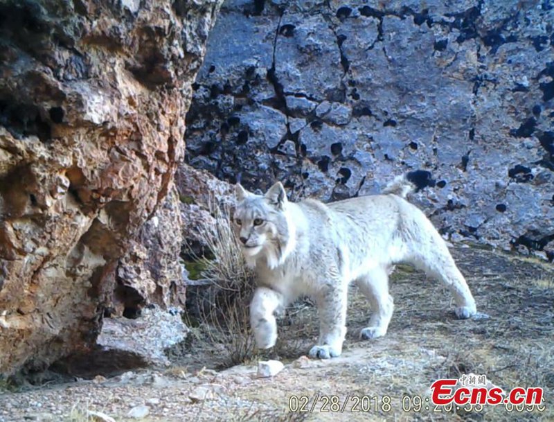 Seltene Wildtiere in tibetischem Naturschutzgebiet gesichtet