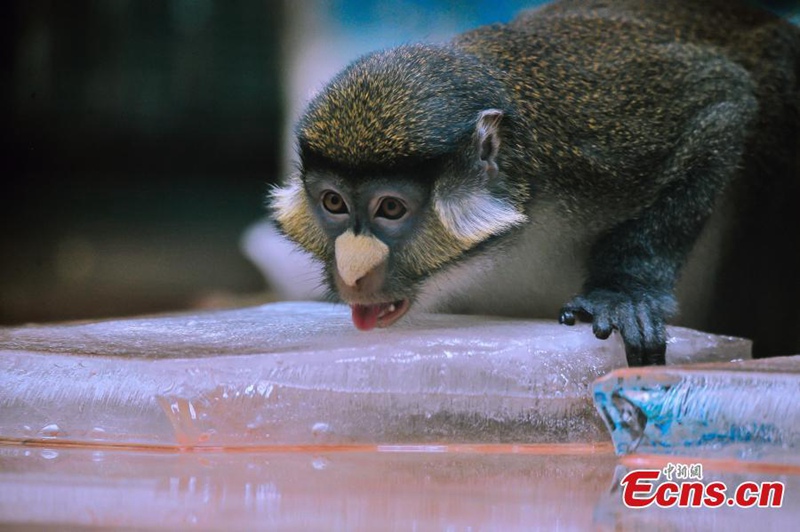 Tiere in Tianjin leiden unter Hitzewelle