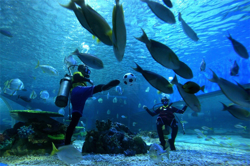 Taucher spielen im Ocean Park im ostchinesischen Shandong unter Wasser Fu?ball