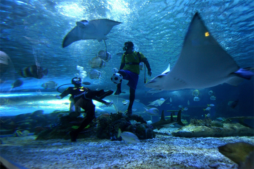 Taucher spielen im Ocean Park im ostchinesischen Shandong unter Wasser Fu?ball