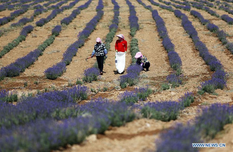Umweltbasis in Ningxia transformiert Wüste in Ozean aus Lavendel