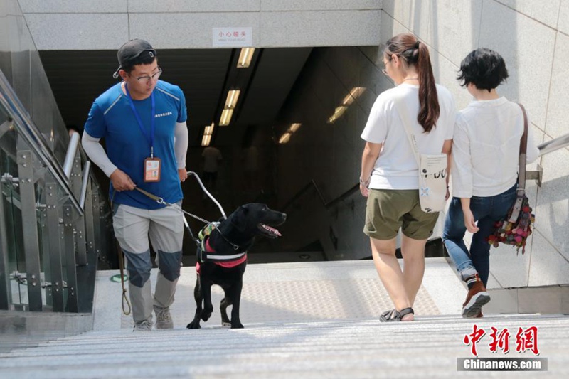 Blindenführhund hilft an der U-Bahn-Station