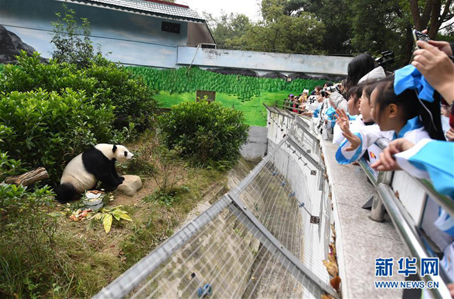 Panda-Fans feiern Ming Bangs Geburtstag