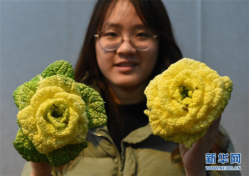 ?Chinesischer Rosenkohl“ kommt auf den Markt