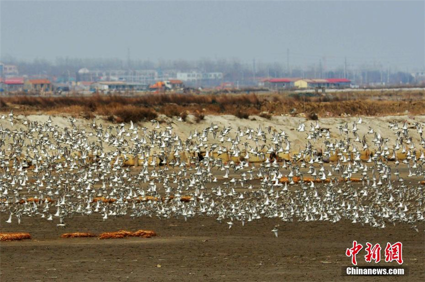Spektakul?re Zugv?gel über Jiaozhou-Bucht